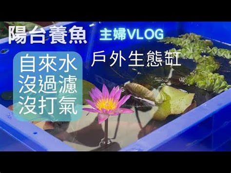 陽台 養魚|設置四呎魚缸的簡易流程，陽台空間也能飼養龍魚喔，。